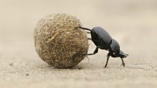 African dung beetles