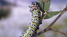 Mopane worm