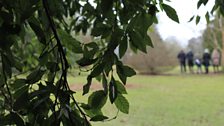 Beech Tree