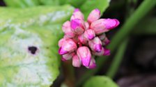 Bergenia