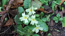 Primroses