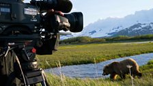 A grizzly on film