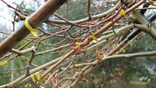 The Plane Tree