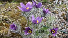 Pulsatilla