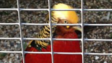 Captive Golden Pheasant in Bury St Edmunds Abbey Gardens