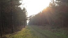 Conifer Woods in Norfolk