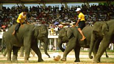 Alastair Scott photography - Elephant Football