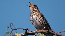 Song Thrush