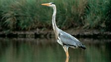 Grey Heron