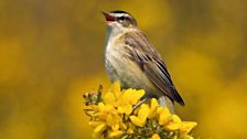 Sedge Warbler