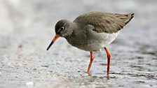 Redshank