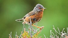 Dartford Warbler