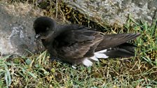 Storm Petrel