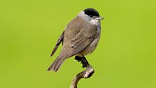 Blackcap