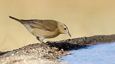 Garden Warbler