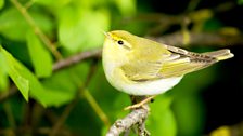 Wood Warbler