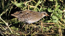 Spotted Crake