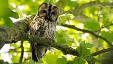 Tawny Owl