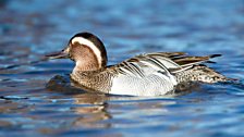 Garganey