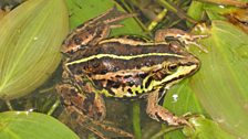 Female pool frog.JPG