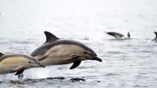 Dolphins at play