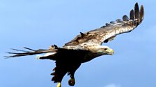 White-tailed eagle in flight