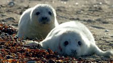 Baby seals on Oronsay