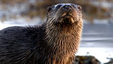 An otter keeps lookout