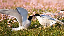 Arctic terns on Lewis