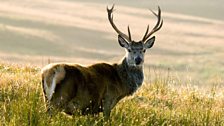 Red Deer