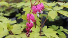 Dicentra