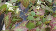 Epimedium