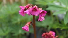 Bergenia