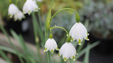 Leucojum