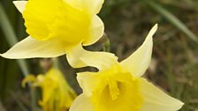 Wild Daffodil