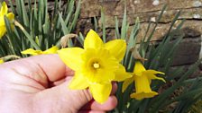 Tenby Daffodil