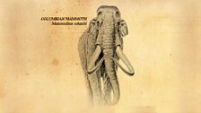 Columbian mammoth