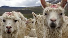 Peruvian Suri Alpacas