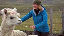 Kate Humble helps to sort the alpaca herd at Hugo Yucra’s farm.