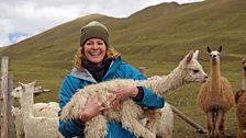 Kate Humble with the a young Suri Alpaca