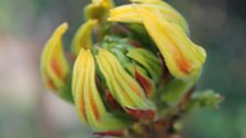 Azalea Lutea