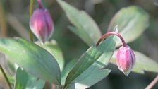 Clematis Montana in bud