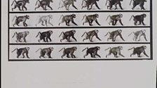 Eadweard Muybridge, Baboon: the walk (Plate 784), from 'Animal Locomotion'; a photographic study of animal and human movement