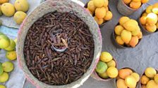 Basket of insects