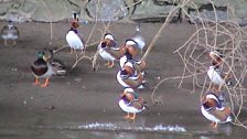 Mandarin Ducks