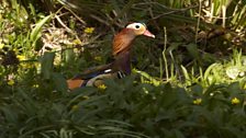 Male Mandarin