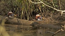 Mandarin Males