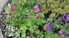 Allotments Gardent