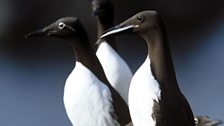 Guillemot