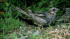 Nightjar